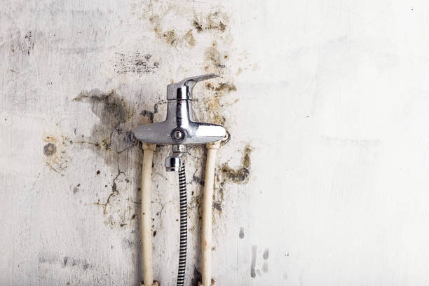 Best Black Mold Removal  in Waupun, WI