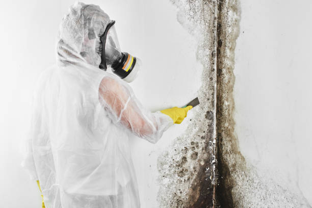 Home Mold Removal in Waupun, WI