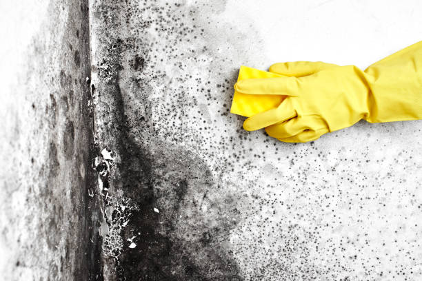 Best Office Mold Removal Services  in Waupun, WI