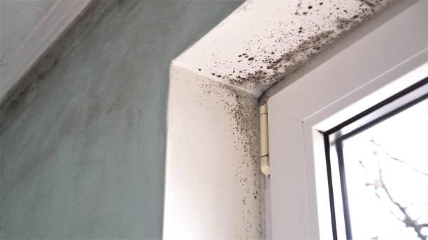 Best Commercial Mold Removal  in Waupun, WI