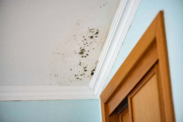 Best Home Mold Removal  in Waupun, WI