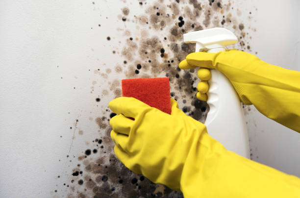 Best Residential Mold Removal  in Waupun, WI