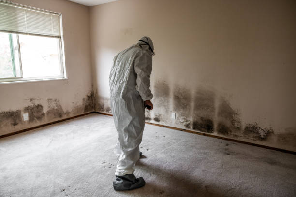 Best Attic Mold Removal  in Waupun, WI